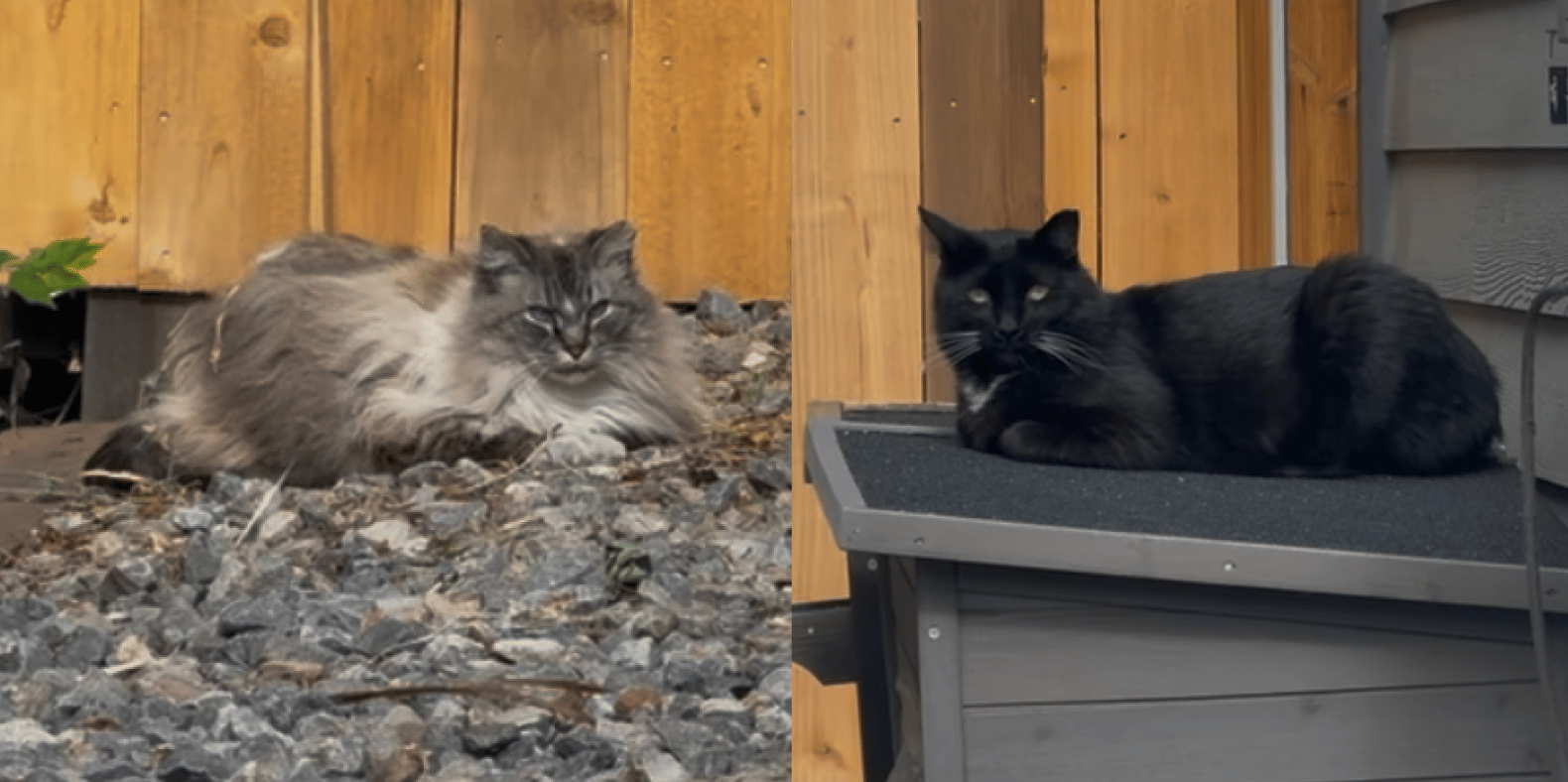 Gray longhair & tuxedo shorthair cat