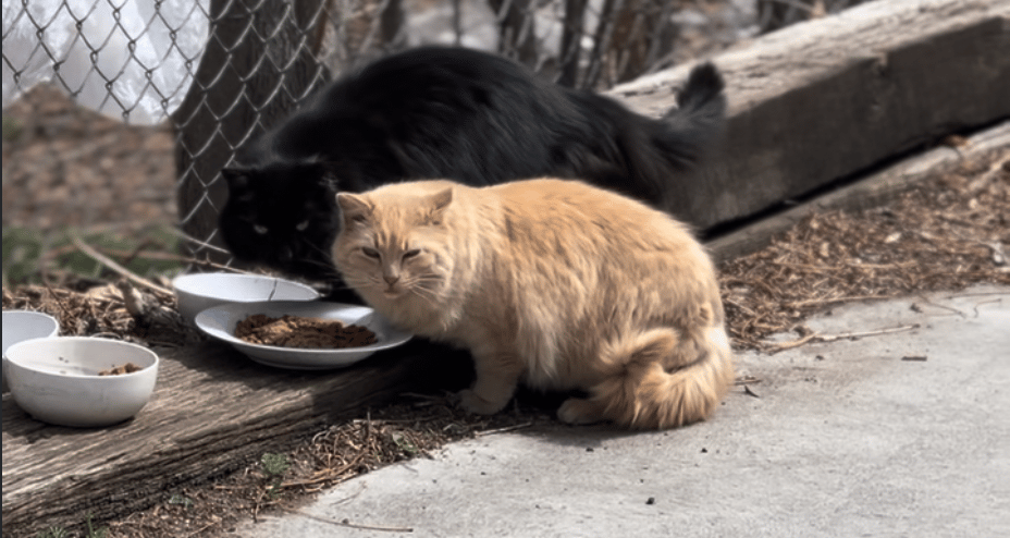 Golden longhair & black shorthair cat